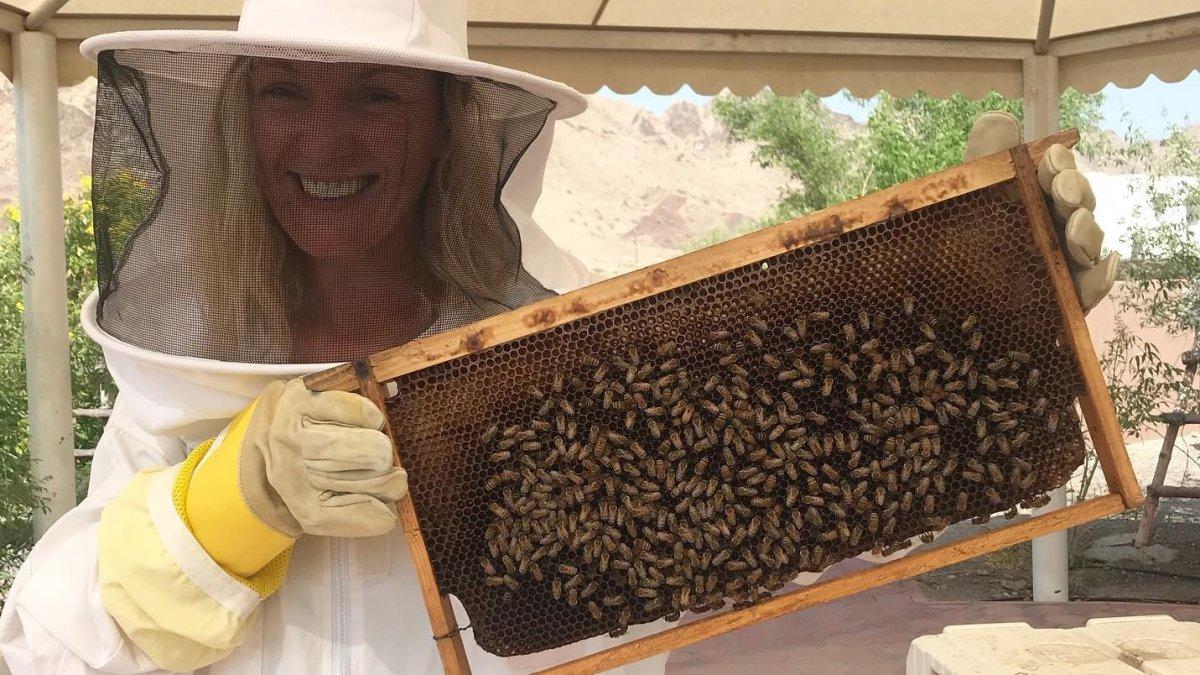 Hatta Honey Bee Garden & Discovery Center menawarkan tur lebah di Dubai