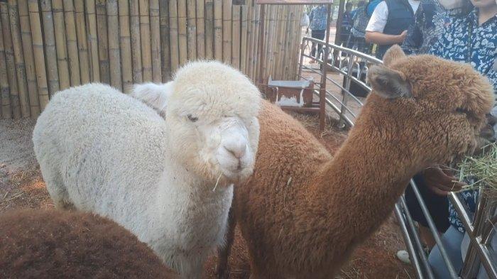 Hewan Alpaca dari America Serikat hadir di Ocean Dream Samudra Ancol, Jalan Lodan timur No 7, RT 14/RW 10, Ancol, Kecamatan Pademangan, Jakarta Utara, Jakarta 14430.