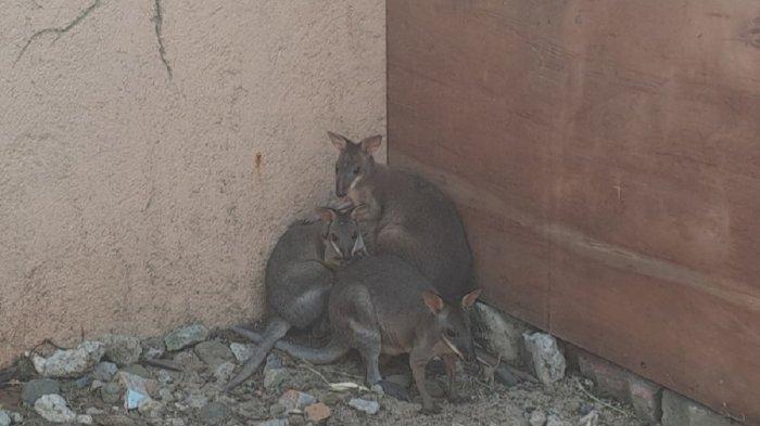 Hewan wallaby hadir sebagai koleksi baru di Ocean Dream Samudra Ancol, Jalan Lodan timur No 7, RT 14/RW 10, Ancol, Kecamatan Pademangan, Jakarta Utara, Jakarta 14430.