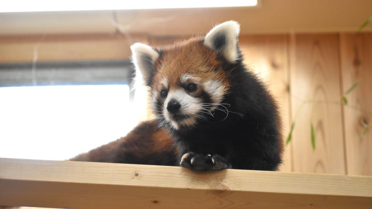 Higashiyama Zoo, satu tempat wisata hits di Nagoya Jepang yang sayang buat kamu lewatkan saat liburan ke sana.