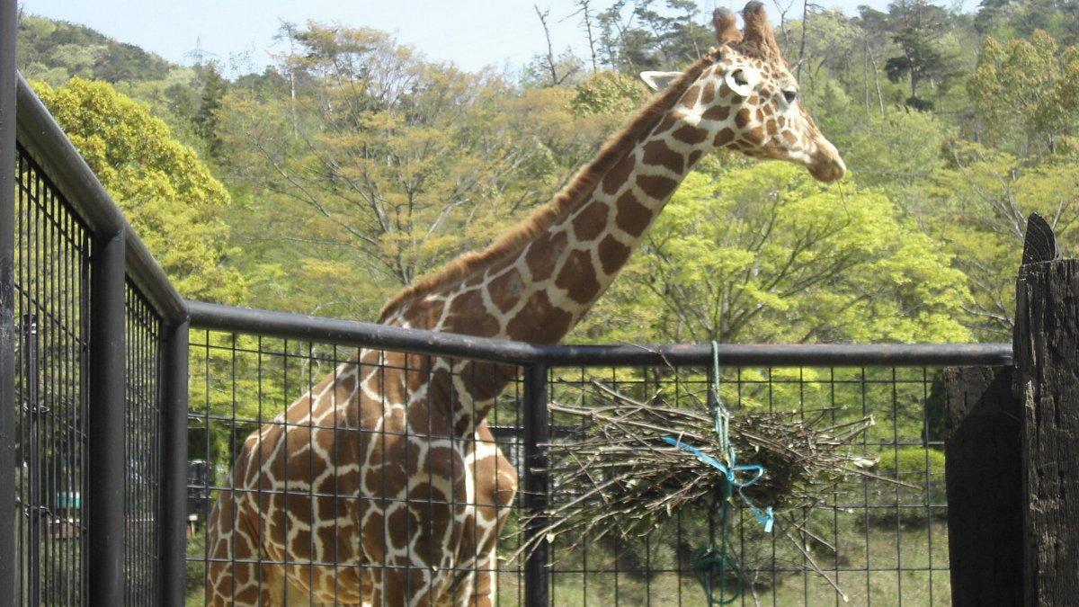 Hiroshima City Asa Zoological Park, satu tempat wisata hits di Hiroshima Jepang.