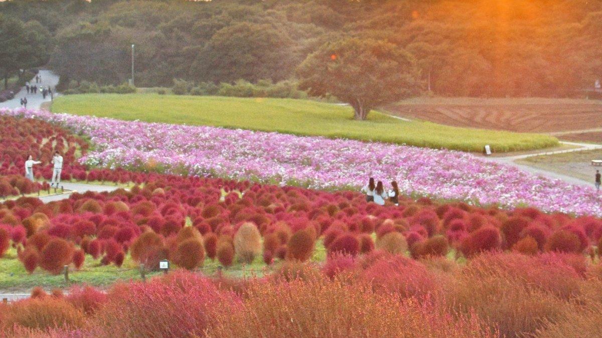 Hitachi Seaside Park, satu taman bunga terbaik di Jepang yang menarik buat kamu jelajahi.