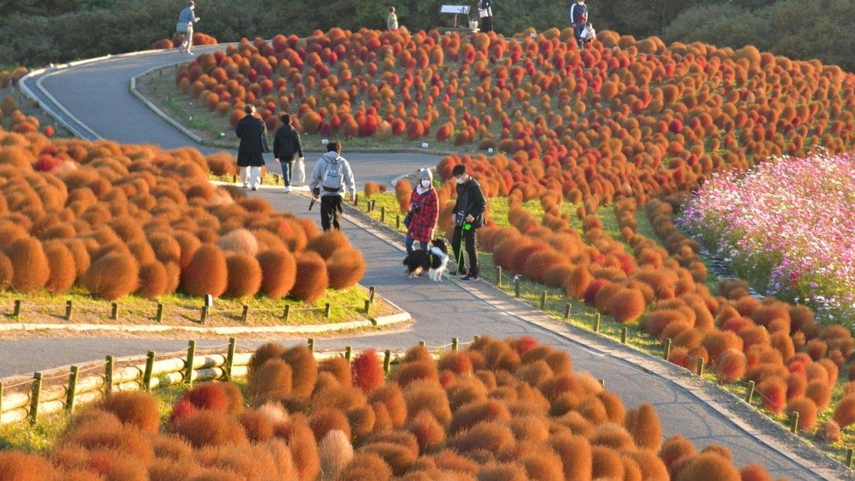Hitachi Seaside Park, satu taman bunga terbaik di Tokyo Jepang.