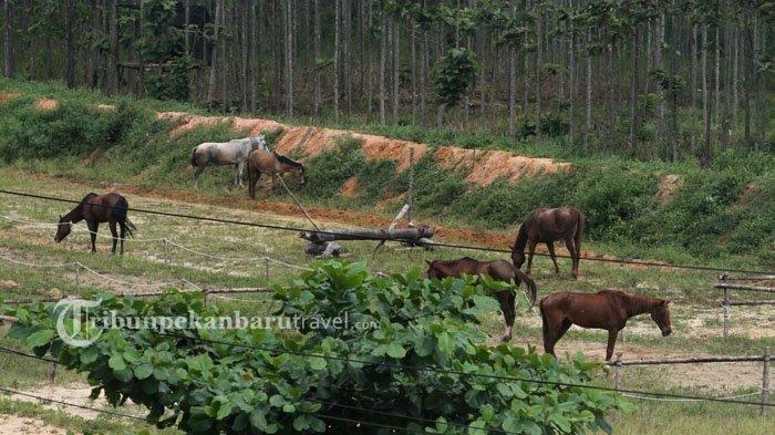 Horse Power Tambusai, satu tempat wisata religi di Pekanbaru Riau.
