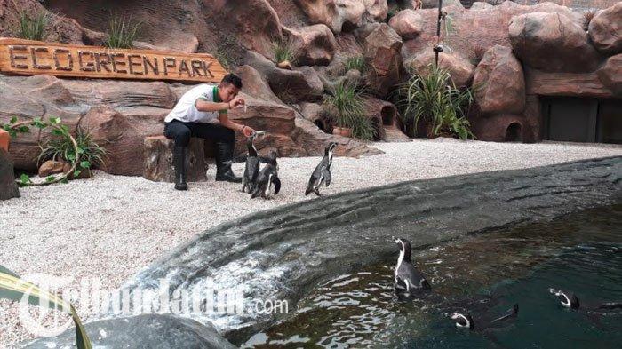 Seorang keeper, Eka Bagus Pratama, saat memberi makan Penguin Humboldt di Eco Green Park.