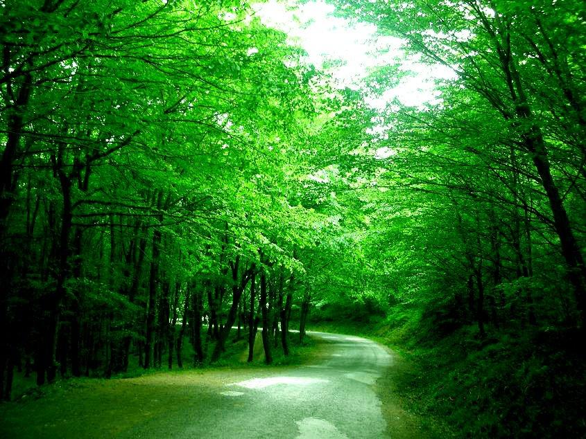 Hutan Belgrad, satu tempat wisata terbaik di Istanbul Turki buat kamu yang baru pertama kali liburan ke sana.