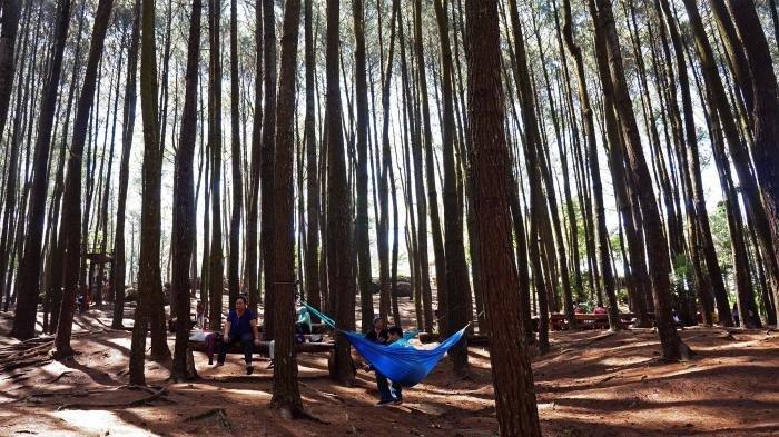 Hutan Pinus Mangunan, Bantul, Jogja.