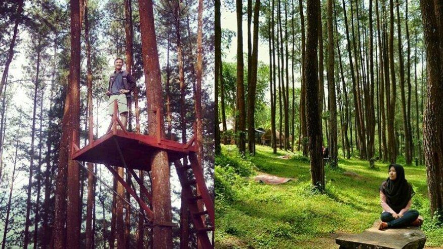 Hutan Pinus Nongko Ijo.