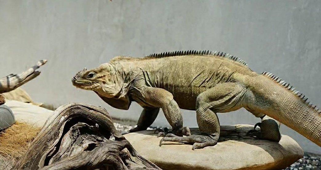 Iguana badak di Jagat Satwa Nusantara, Taman Mini Indonesia Indah (TMII), Jakarta