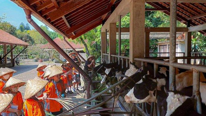  Kuntum Farmfield, Bogor, Jawa Barat.