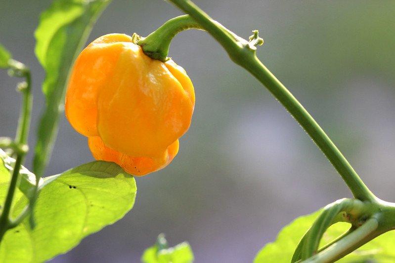 Ilustrasi Pepper X, cabai terpedas di dunia