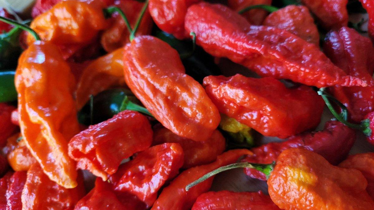 Ilustrasi Primotalii Pepper, satu cabai terpedas di dunia.
