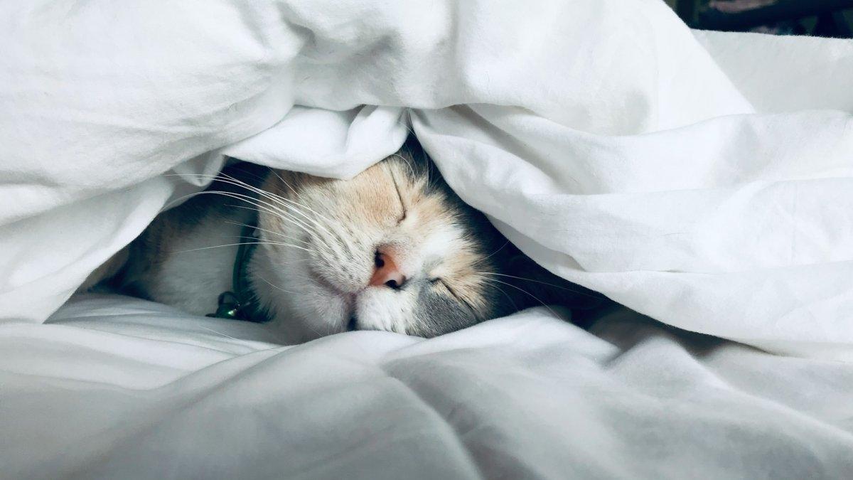 Ilustrasi anak kucing yang sedang tertidur.