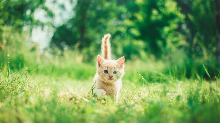 Ilustrasi anak kucing.