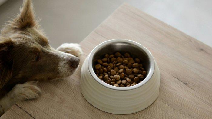 Ilustrasi anjing makan. Cerita viral wanita dipenjara gegara memberi makan anjing peliharaannya sampai mati kegemukan.