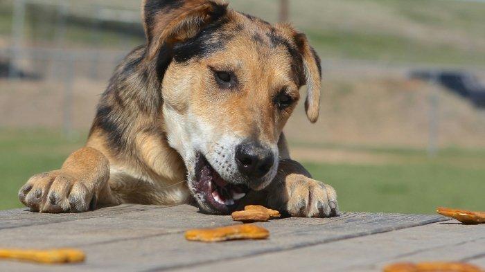 Ilustrasi anjing makan. Cerita viral wanita dipenjara gegara memberi makan anjing peliharaannya sampai mati kegemukan.