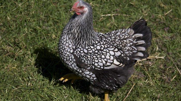 Ilustrasi ayam Wyandotte.