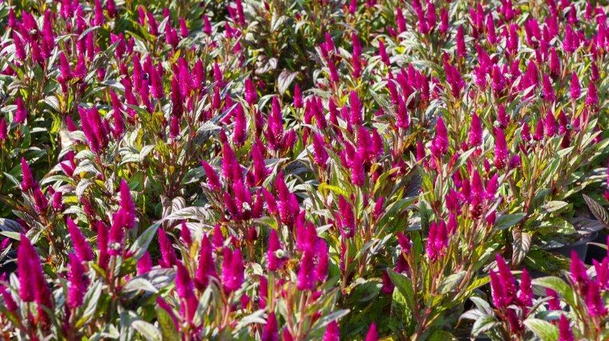 Ilustrasi bunga celosia.