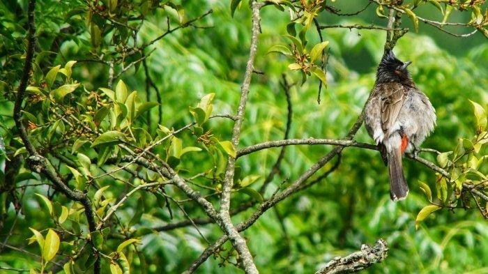 Ilustrasi burung bertengger di ranting pohon dalam hutan.