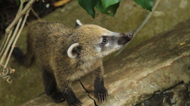 Ilustrasi coatis.