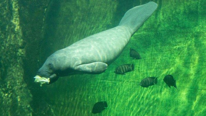 Ilustrasi duyung atau dugong di laut lepas.