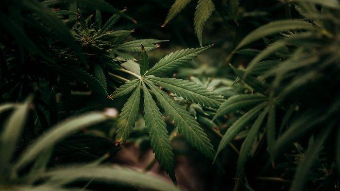 Ilustrasi ganja. Kawanan domba langsung bertingkah aneh setelah ketahuan sedang mengunyah 100 kilogram ganja di rumah kaca Thessaly, Yunani.