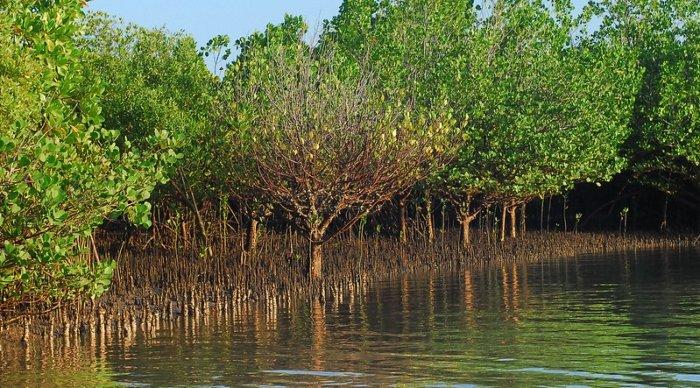 Ilustrasi hutan mangrove yang cocok buat healing saat liburan akhir pekan.