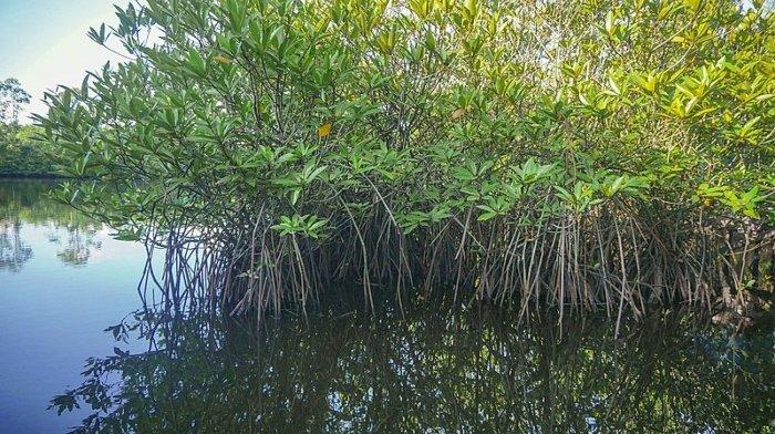 Ilustrasi hutan mangrove yang cocok buat healing saat liburan akhir pekan.