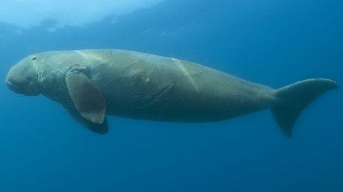 Ilustrasi ikan duyung atau dugong di laut lepas.
