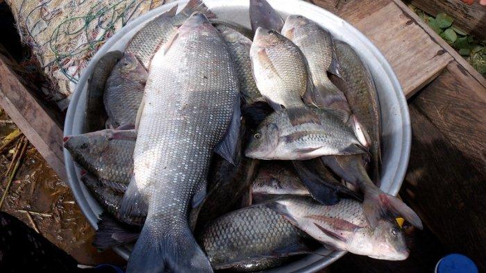Ilustrasi ikan mentah. Mengenal koi pla, makanan tradisional Thailand dan Laos yang kini dianggap sebagai makanan paling mematikan di dunia.