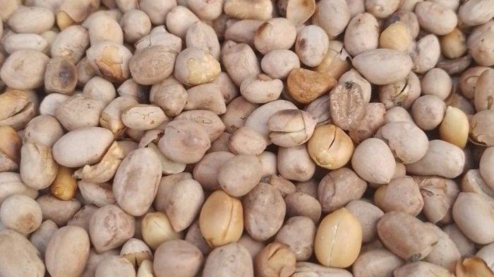 Ilustrasi kacang berkualitas bagus untuk digunakan sebagai bahan kue.
