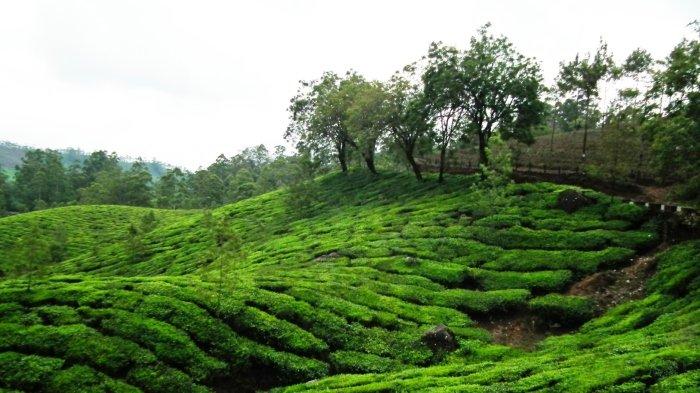 Ilustrasi kebun teh untuk liburan akhir pekan.