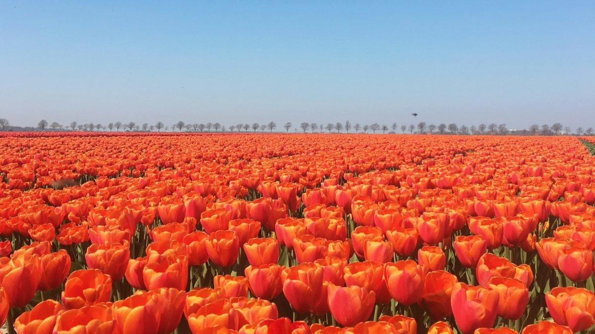 Ilustrasi keindahan bunga tulip di Jepang