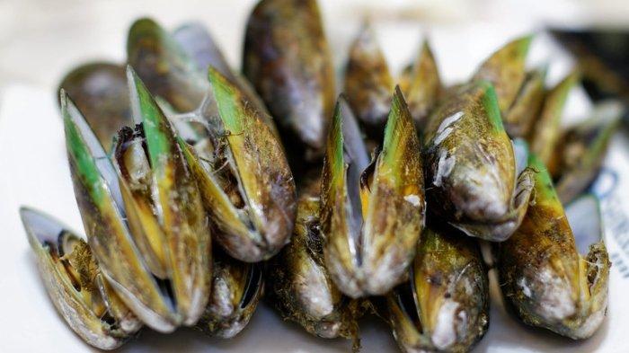 Ilustrasi kerang.