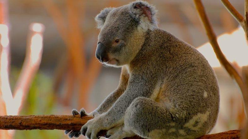 Ilustrasi koala.