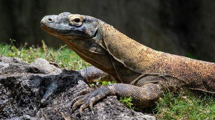 Ilustrasi komodo di alam liar.