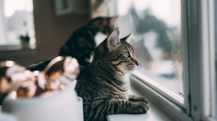 Ilustrasi kucing duduk santai di jendela.