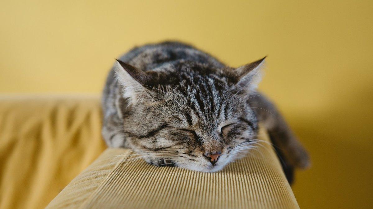 Ilustrasi kucing yang sedang tertidur nyenyak.