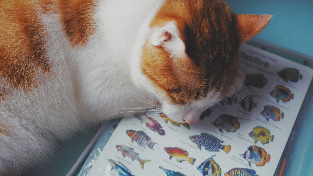 Ilustrasi kucing yang sedang tertidur