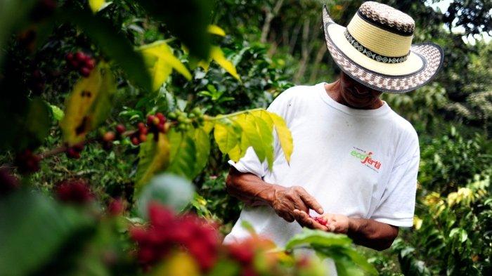 Ilustrasi mengikuti coffee tour atau tur di kebun kopi dan memanen bersama petani.