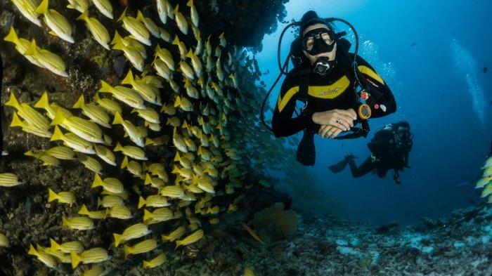Ilustrasi menyelam atau diving sambil menikmati keindahan bawah laut.