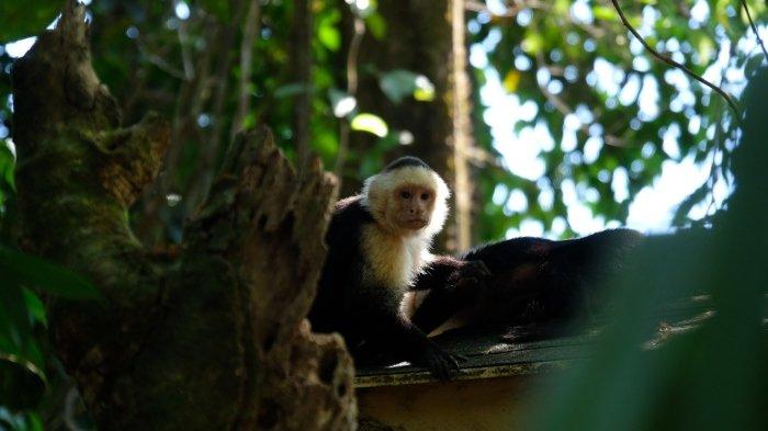 Ilustrasi monyet capuchin yang tertangkap kamera di hutan.