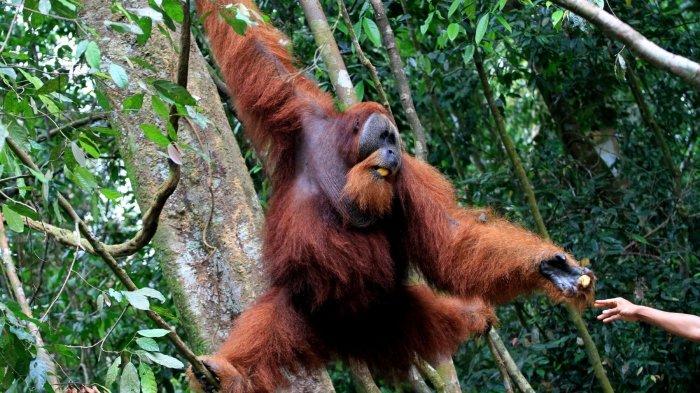 Ilustrasi orangutan di cagar alam yang sedang bergelantungan.
