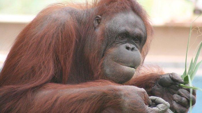 Ilustrasi orangutan. Para peneliti yang mempelajari orangutan di Taman Nasional Gunung Leuser Indonesia baru-baru ini mengamati perilaku luar biasa pada orangutan bernama Rakus.