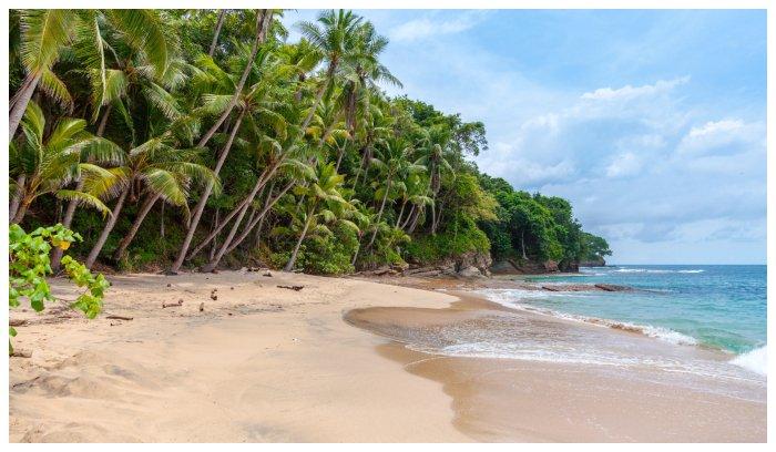 Ilustrasi pantai dengan hamparan pohon kelapa di pesisirnya.