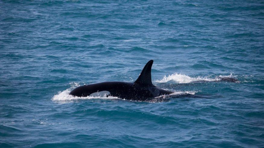 Ilustrasi paus orca.