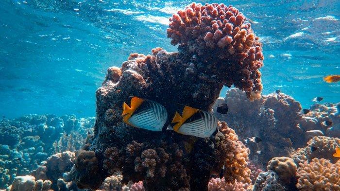 Ilustrasi pemandangan terumbu karang yang menawan.