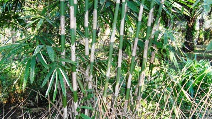 Ilustrasi pohon bambu. Di Flores, Nusa Tenggara Timur (NTT) kamu bisa dengan mudah menemukan Hutan Bambu yang cocok untuk jalan-jalan saat akhir pekan.
