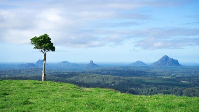 Ilustrasi pohon di puncak bukit.