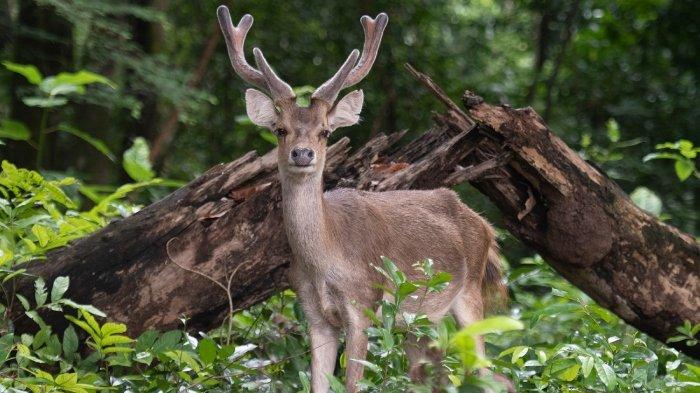 Ilustrasi rusa di alam liar.